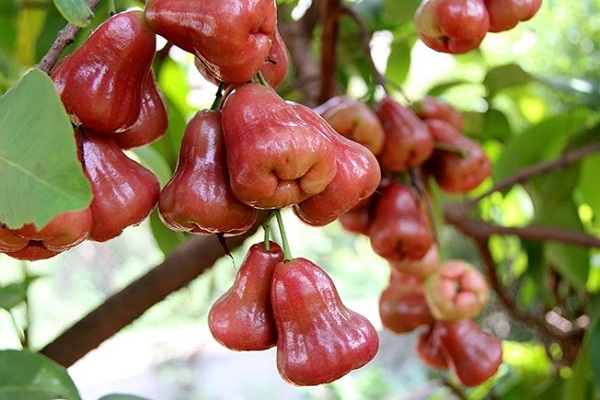 Nhà nào cũng có một cây roi sai quả trĩu trịt.